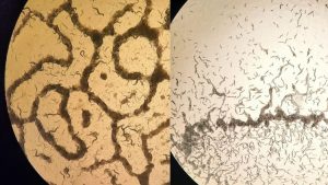 Scientists at IISc Bengaluru have discovered a genetic switch that turns solitary worms into a swarming mob. The research sheds light on the evolution of social behaviour. (Photo: IISc)