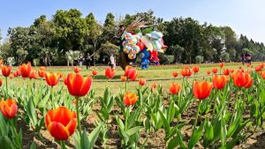 A vendor walks beside tulips blooming during the Delhi Tulip Festival organised by the New Delhi Municipal Council (NDMC) at the lawns of Shanti Path, Chanakyapuri, New Delhi, on February 14, 2026. (Photo: PTI)