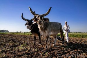 India through Mitsui’s lens