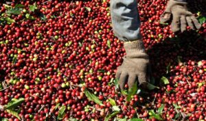A worker selects arabica coffee beans. (Photo: Reuters)