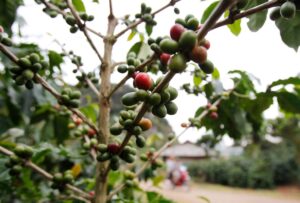 Arabica cherries are seen during an early harvest on a coffee farm. (Photo: Reuters)