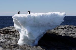Two Adelie penguins stand atop a block of melting ice. (Photo: Reuters)