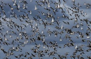 Thousands of birds, including knot and godwit take flight in Britain. (Photo: Reuters)
