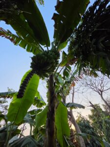 0.5x Ultrawide Sample - Galaxy S26 Ultra (Shaurya Sharma)