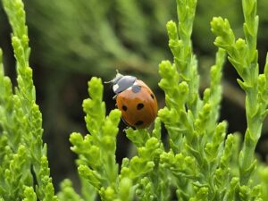 Samsung Galaxy S26 main camera (Amit Rahi - HT)