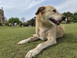 Samsung Galaxy S26 main camera (Amit Rahi - HT)