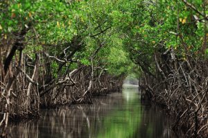 India is home to the world’s largest continuous mangrove ecosystem. Their ancestors appeared 75 million years ago. (Adobe Stock)