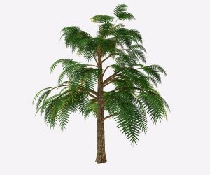 An illustration of the first modern or true tree. The now-extinct Archaeopteris, with its fern-like leaves, emerged about 360 million years ago. (Shutterstock)