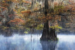 The presence of the bald cypress in swamps and along waterways sets an eerie stage for local folklore. (Shutterstock)