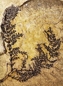 The oldest flowering fossil, that of a 130-million-year-old aquatic plant, was found in modern-day Spain. (Gomez et al / PNAS)