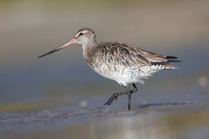A bar-tailed godwit wading in the water. (Photo: Reuters)