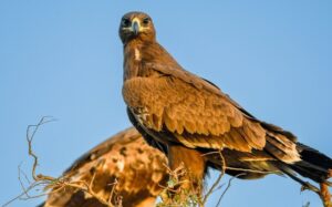 A steppe eagle sitting on a branch in Rajasthan. (Photo: X/@aajtakabhijit)