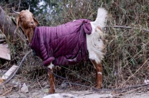 A goat wearing a jacket is seen on a farm on a cold winter morning in New Delhi. (Photo: Reuters)
