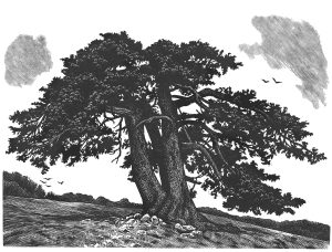 A sketch of the Adonis, a 1,075-year-old specimen discovered in Northern Greece’s Pindus Mountains in 2016 and considered the oldest living organism in Europe. (Blaze Cyan / In the Circle of Ancient Trees)