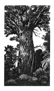 A sketch of the kauri. In Maori mythology, the tree is considered a descendant of the Supreme Being, Io Matua Kore, and an embodiment of Tane, the god of forest, birds, and people. (Blaze Cyan / In the Circle of Ancient Trees)