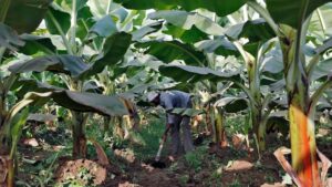 A farmer works in a banana plantation. Scientists at the National Agri-Food Biotechnology Institute in Mohali have edited a gene in bananas to boost beta-carotene content by up to sixfold, potentially addressing Vitamin A deficiency that affects an estimated 3,30,000 children under five in India. (Photo: Reuters)