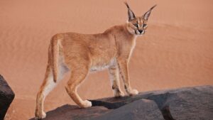 The partially burnt carcass of the caracal was recovered during a search operation. Photo: Getty