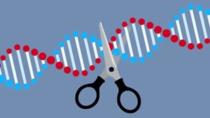 The molecular scissors at the heart of CRISPR-Cas9: a protein guided to an exact location on the DNA strand, where it cuts and modifies the target gene. The tool revolutionised biology, but its patents remain in foreign hands. (Photo: Getty Images)