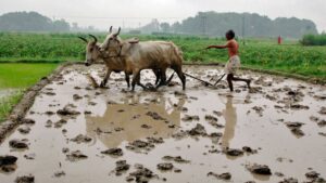 A farmer ploughs his paddy field after heavy rainfall at Talabpur, Uttar Pradesh. (Photo: Reuters)