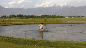 While cooler temperatures offer brief relief from heat stress, the IMD has warned that hailstorms and gusty winds accompanying the rain could damage standing rabi crops such as wheat and mustard across the northern plains. (Photo: Reuters)