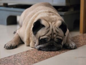 5X Portrait Sample - Galaxy S26 Ultra (Shaurya Sharma)