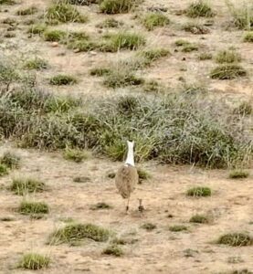 Scientists successfully swapped an infertile egg of the Great Indian Bustard with a fertile one from Rajasthan in a 19-hour road mission. (Photo: X/@byadavjp)