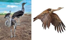 The successful hatching of a Great Indian Bustard chick on March 26 marks a turning point for the survival of the species in Gujarat. (File Photo)