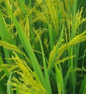 DRR Dhan 100, known as Kamala, in the field. The genome-edited variety produces approximately 19 per cent more grain than its parent variety, Samba Mahsuri. The edit allows the grain-forming hormone cytokinin to accumulate, producing more spikelets and therefore, more grain per plant. (Photo: Special arrangement)