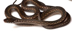 Hebius gilhodesi in life from India.