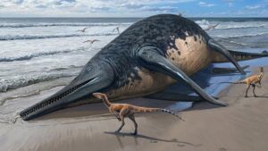 An artist’s impression of a washed-up Ichthyotitan severnensis on a Triassic shoreline. A mass extinction event 201 million years ago wiped out the entire giant ichthyosaur family forever. (Image credit: Sergey Krasovskiy)