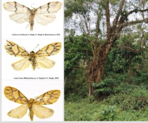 Specimens of Caulocera hollowayi and Asura buxa were collected from Sikkim and West Bengal, respectively, as part of a ZSI taxonomic field survey of the Himalayan region. (Photo: X/@byadavbjp)