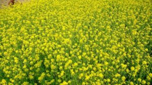 A mustard field in bloom. India imports roughly 57 per cent of its edible oil needs, and scientists are now using genome editing to develop a low-pungency, disease-resistant mustard variety that could help close that gap. (Photo: Reuters)