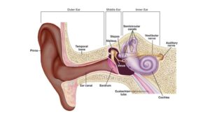 Sound from your vocal cords travels two routes simultaneously, through the air to your ears and through the bones of your skull directly to the cochlea, giving your internal voice a richer, deeper quality. (Photo: NIH)