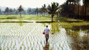 A farmer separates rice seedlings before transplanting them in a flooded paddy field. India's rice crop is grown across every agro-climatic zone in the country, from the deltas of the east coast to the plains of the north. (Photo: Getty Images)