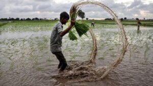 Farmers transplant rice seedlings at dusk. Rice cultivation sustains the livelihoods of millions of small and marginal farmers across India, and remains the backbone of the country's food security. (Photo: Getty Images)