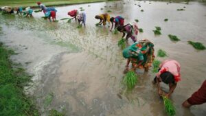 Women transplant rice seedlings in a flooded paddy field. Women constitute a significant share of India's agricultural workforce, performing much of the labour-intensive work of transplanting and harvesting that sustains the rice crop each season. (Photo: Reuters)