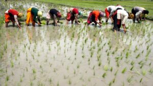 India is among the top three countries in the world in agricultural genomics research, alongside the United States and China. (Photo: Reuters)