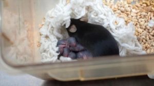 China has plans for six-month mouse missions to probe long-term space effects on mammalian reproduction. (Photo: X/@China_Focus)
