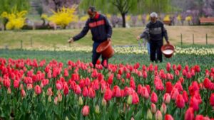 Srinagar: Gardeners tend to blooming tulips at the Tulip Garden ahead of its opening for the public, in Srinagar. (PTI Photo)