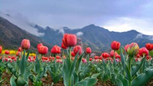 Tulips bloom at the Tulip Garden ahead of its opening for the public, in Srinagar. (Photo: PTI)