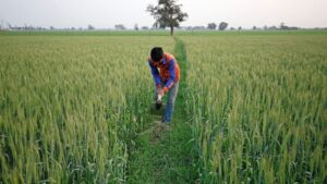 A farmer tends to wheat crops in India. Indian public sector laboratories are developing nitrogen-use efficient wheat for the Indo-Gangetic plain, where the crop feeds hundreds of millions but demands heavy fertiliser inputs that genome editing could help reduce. (Photo: Reuters)