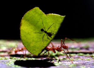 A Leaf-cutting Ant (Atta cephalotes) carries a leaf. (Photo: Reuters)