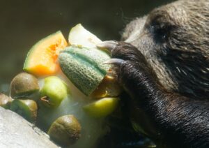 A bear eats frozen fruit at a zoo during a hot summer day in Rome, Italy. (Photo: Reuters)