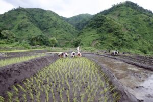 Satellite-based Land Use and Land Cover mapping reveals everything from forests to farmlands across India. (Photo: Reuters)