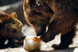 Brown bears eat frozen fruits during a heat wave at Madrid's zoo. (Photo: Reuters)