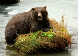 A coastal brown bear eats a salmon in a river. (Photo: Reuters)