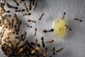A view of ant larvae and ants feeding on honey. (Photo: Reuters)