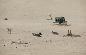 Cattle sit in a desert area on a hot summer day in Barmer, Rajasthan. (Photo: Reuters)
