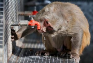 A monkey drinks water from a tap outside Bahu Fort on a hot afternoon. (Photo: PTI)