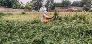 A farmer inspects flattened crops after a hailstorm and rain in Rewari, Haryana. (Photo: PTI)